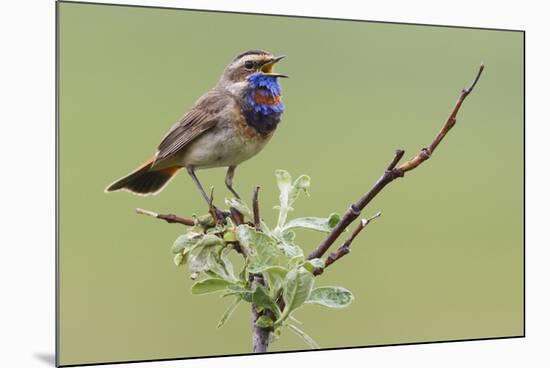 Bluethroat, Singing on his territory-Ken Archer-Mounted Premium Photographic Print