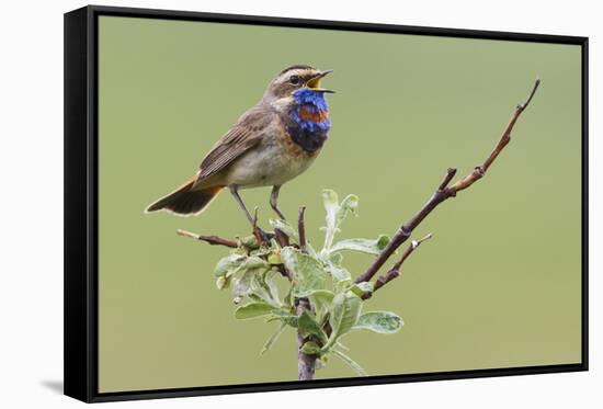 Bluethroat, Singing on his territory-Ken Archer-Framed Stretched Canvas