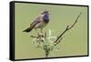 Bluethroat, Singing on his territory-Ken Archer-Framed Stretched Canvas