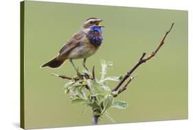 Bluethroat, Singing on his territory-Ken Archer-Stretched Canvas