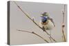 Bluethroat Singing-Ken Archer-Stretched Canvas