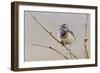 Bluethroat Singing-Ken Archer-Framed Photographic Print