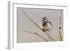 Bluethroat Singing-Ken Archer-Framed Photographic Print