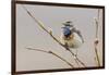 Bluethroat Singing-Ken Archer-Framed Photographic Print