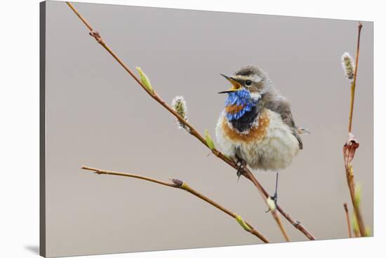 Bluethroat Singing-Ken Archer-Stretched Canvas