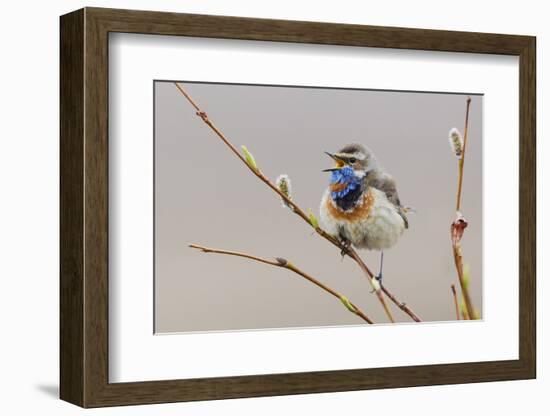 Bluethroat Singing-Ken Archer-Framed Photographic Print