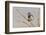 Bluethroat Singing-Ken Archer-Framed Photographic Print