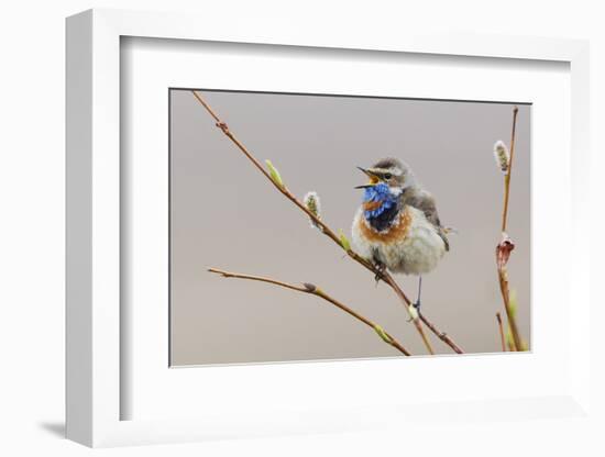 Bluethroat Singing-Ken Archer-Framed Photographic Print