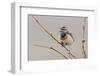 Bluethroat Singing-Ken Archer-Framed Photographic Print