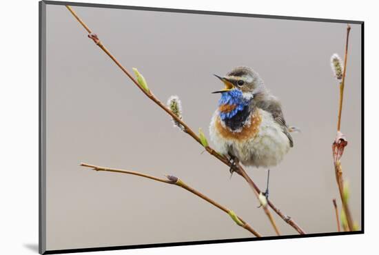 Bluethroat Singing-Ken Archer-Mounted Photographic Print