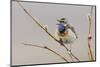 Bluethroat Singing-Ken Archer-Mounted Photographic Print