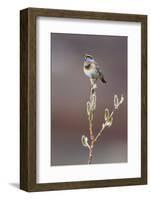 Bluethroat Singing-Ken Archer-Framed Photographic Print