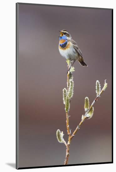 Bluethroat Singing-Ken Archer-Mounted Photographic Print