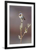 Bluethroat Singing-Ken Archer-Framed Photographic Print