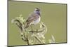 Bluethroat Singing-Ken Archer-Mounted Photographic Print