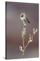 Bluethroat Singing-Ken Archer-Stretched Canvas