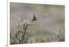 Bluethroat singing-Ken Archer-Framed Photographic Print