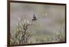 Bluethroat singing-Ken Archer-Framed Photographic Print