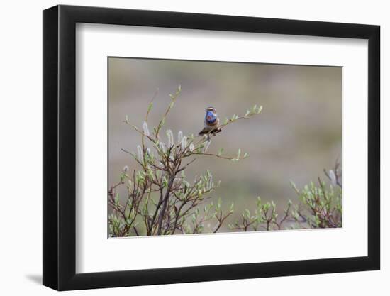 Bluethroat singing-Ken Archer-Framed Photographic Print