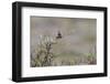 Bluethroat singing-Ken Archer-Framed Photographic Print