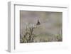 Bluethroat singing-Ken Archer-Framed Photographic Print