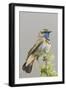 Bluethroat-Ken Archer-Framed Photographic Print