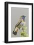 Bluethroat-Ken Archer-Framed Photographic Print