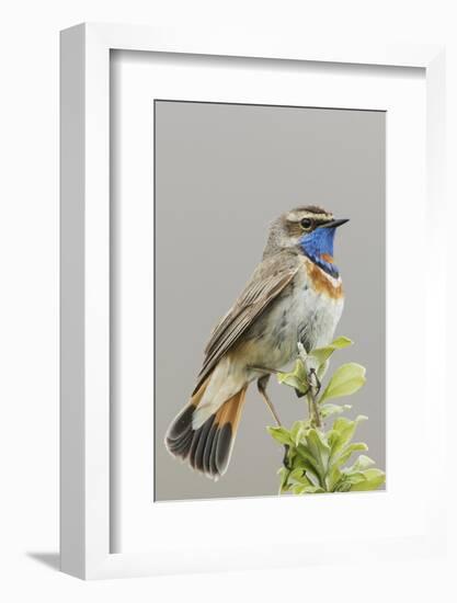 Bluethroat-Ken Archer-Framed Photographic Print