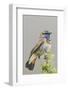 Bluethroat-Ken Archer-Framed Photographic Print