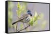 Bluethroat-Ken Archer-Framed Stretched Canvas