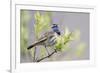 Bluethroat-Ken Archer-Framed Premium Photographic Print