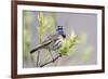 Bluethroat-Ken Archer-Framed Premium Photographic Print