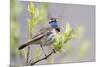 Bluethroat-Ken Archer-Mounted Premium Photographic Print