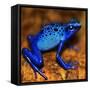 Bluetiful - preparatory-Ben Heine-Framed Stretched Canvas