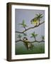 Bluetits, 2016-Pat Scott-Framed Giclee Print