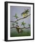 Bluetits, 2016-Pat Scott-Framed Giclee Print