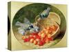 Bluetits Pecking at Cherries, 1897-Eloise Harriet Stannard-Stretched Canvas