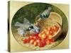 Bluetits Pecking at Cherries, 1897-Eloise Harriet Stannard-Stretched Canvas