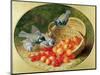 Bluetits Pecking at Cherries, 1897-Eloise Harriet Stannard-Mounted Giclee Print