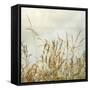 Bluff Grass I-Dianne Poinski-Framed Stretched Canvas