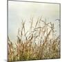 Bluff Grass II-Dianne Poinski-Mounted Photographic Print