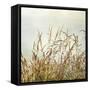 Bluff Grass II-Dianne Poinski-Framed Stretched Canvas