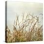 Bluff Grass II-Dianne Poinski-Stretched Canvas