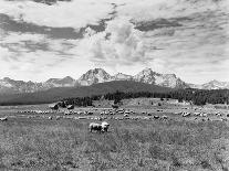 Sheep Grazing in Stanley Basin-Bluford W. Muir-Photographic Print