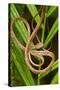 Blunthead Tree Snake-null-Stretched Canvas