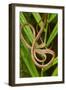 Blunthead Tree Snake-null-Framed Photographic Print