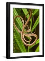 Blunthead Tree Snake-null-Framed Photographic Print
