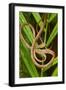 Blunthead Tree Snake-null-Framed Photographic Print