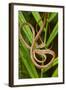 Blunthead Tree Snake-null-Framed Photographic Print