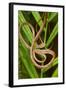 Blunthead Tree Snake-null-Framed Photographic Print